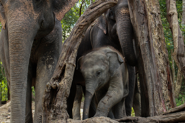 Why I Love Elephants (Ten Photos) - joshmandotcom
